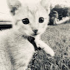 Meet your Posher, Iris